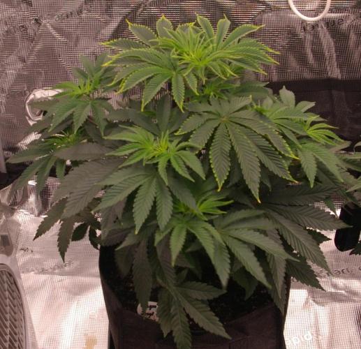 Dragon Milk Sensi Seeds. Week 5