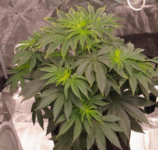 Dragon Milk Sensi Seeds. Week 5