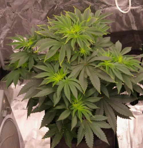 Dragon Milk Sensi Seeds. Week 5