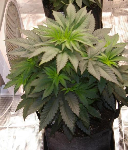 Jelly Cake Barney's Farm. Week 6