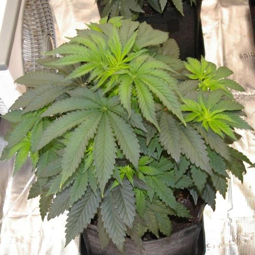Jelly Cake Barney's Farm. Week 6