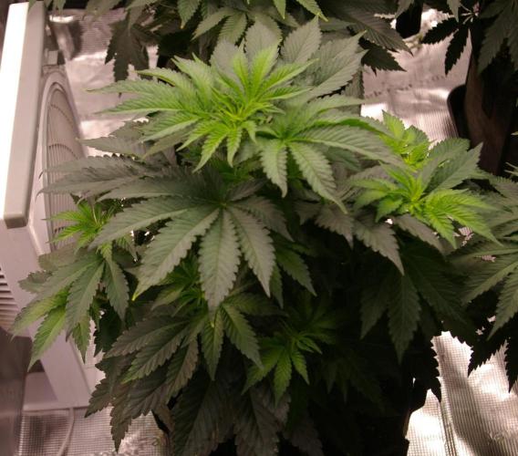 Jelly Cake Barney's Farm. Week 6