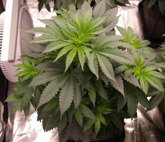 Jelly Cake Barney's Farm. Week 6
