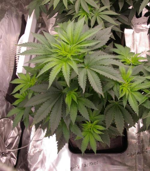 Jelly Cake Barney's Farm. Week 6