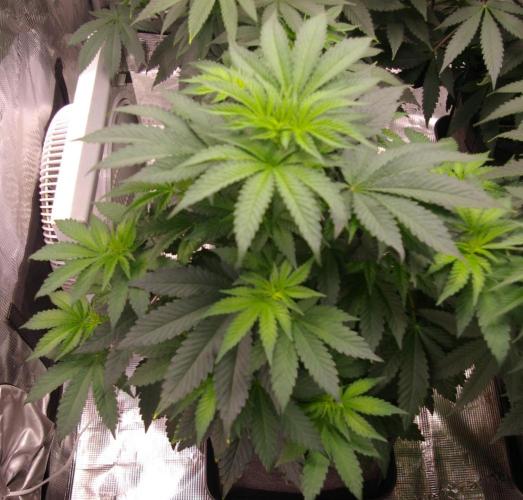 Jelly Cake Barney's Farm. Week 6