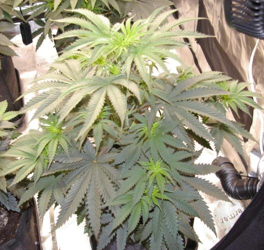 Black Lemon exotic Seed. Week 6
