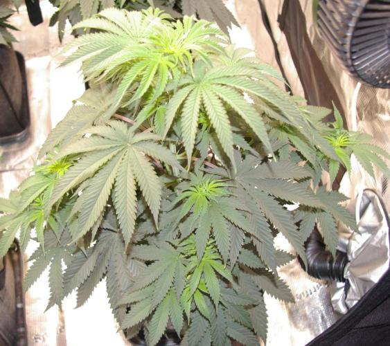 Black Lemon exotic Seed. Week 6
