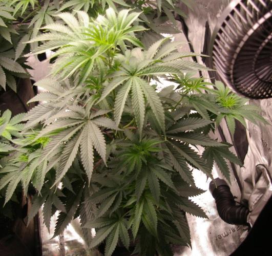 Black Lemon exotic Seed. Week 6