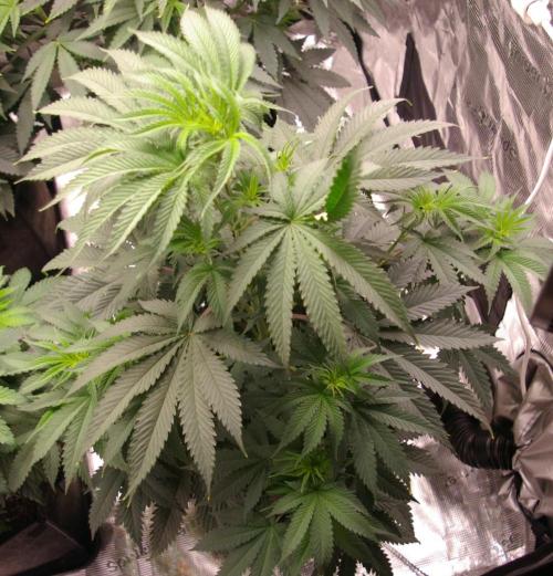 Black Lemon exotic Seed. Week 6