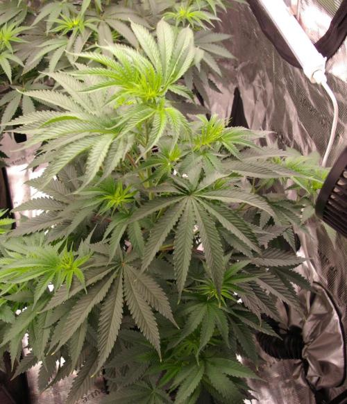 Black Lemon exotic Seed. Week 6