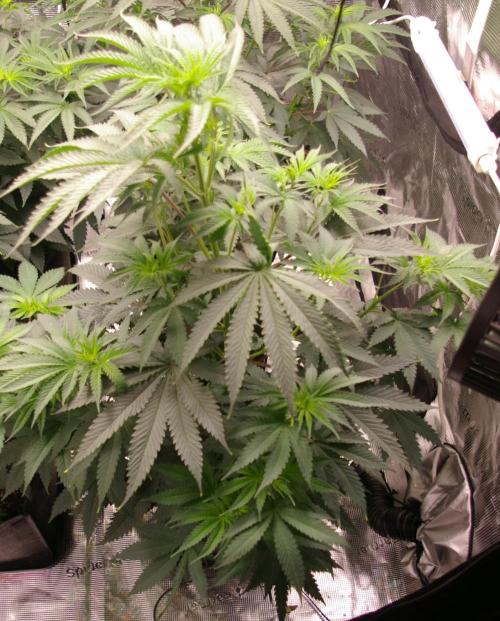 Black Lemon exotic Seed. Week 6