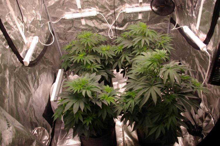 Black Lemon exotic Seed. Week 6