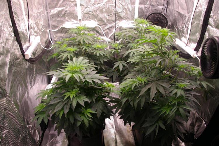 Black Lemon exotic Seed. Week 6
