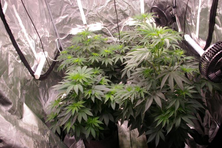 Black Lemon exotic Seed. Week 6