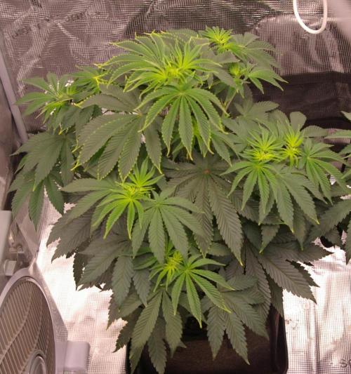 Dragon Milk Sensi Seeds. Week 6
