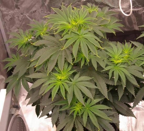 Dragon Milk Sensi Seeds. Week 6