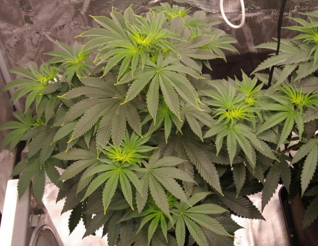 Dragon Milk Sensi Seeds. Week 6