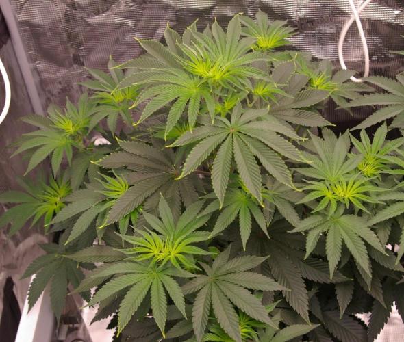 Dragon Milk Sensi Seeds. Week 6