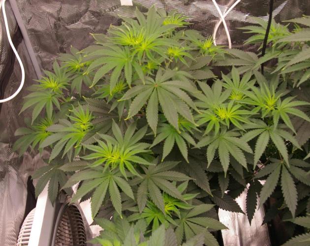 Dragon Milk Sensi Seeds. Week 6