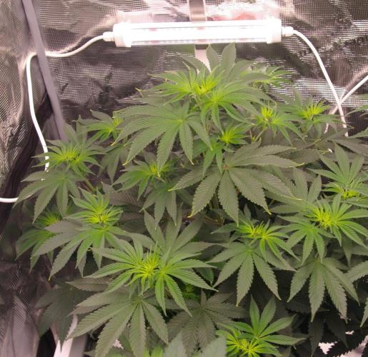 Dragon Milk Sensi Seeds. Week 6