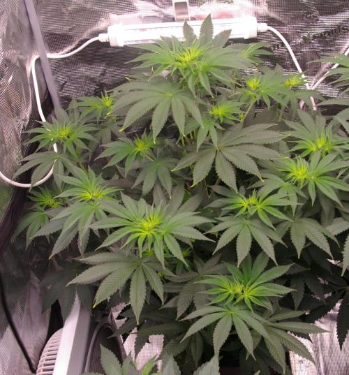 Dragon Milk Sensi Seeds. Week 6