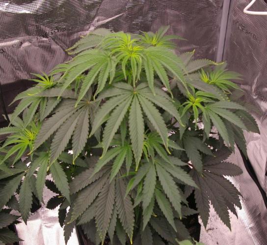 Sticky Berry Mints sensi seeds. Week 6