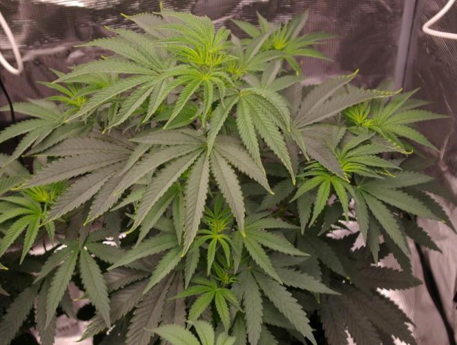 Sticky Berry Mints sensi seeds. Week 6