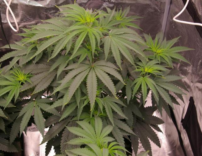 Sticky Berry Mints sensi seeds. Week 6