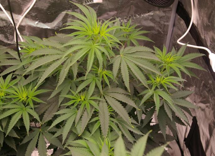 Sticky Berry Mints sensi seeds. Week 6