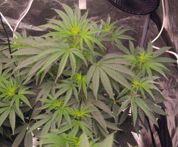 Sticky Berry Mints sensi seeds. Week 6