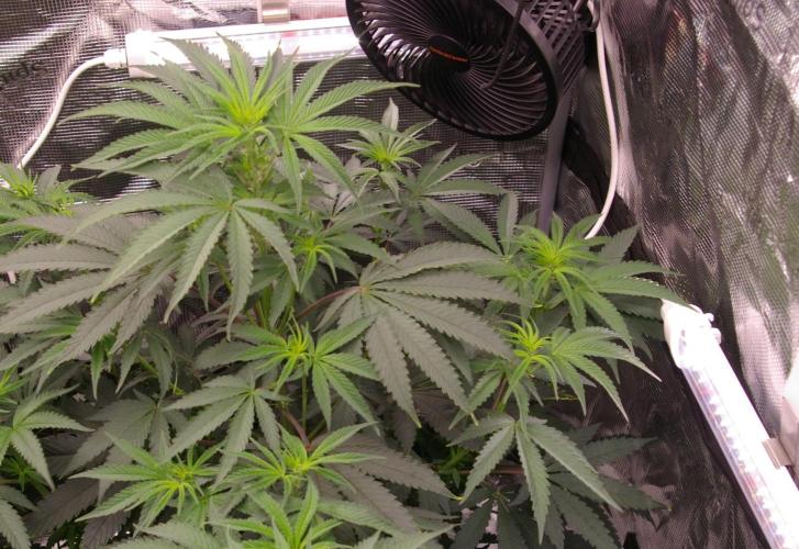 Sticky Berry Mints sensi seeds. Week 6