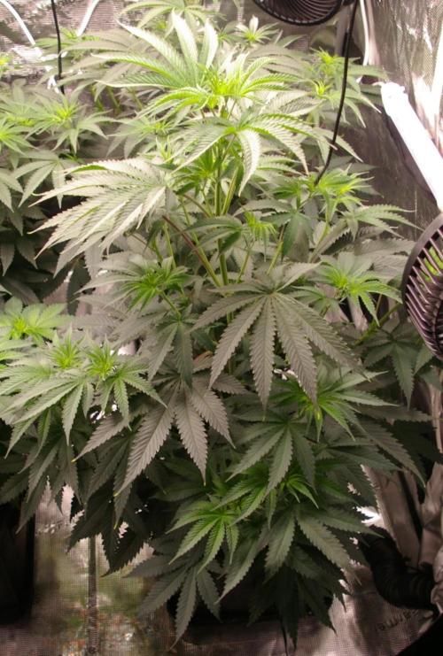 Black Lemon exotic Seed. Week 7