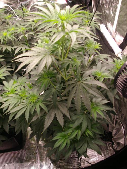 Black Lemon exotic Seed. Week 7