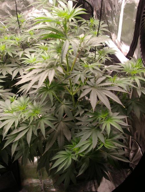 Black Lemon exotic Seed. Week 7