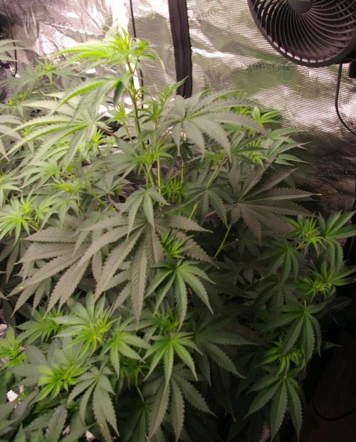 Black Lemon exotic Seed. Week 7