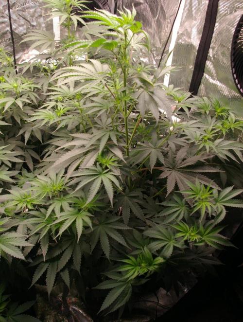 Black Lemon exotic Seed. Week 7