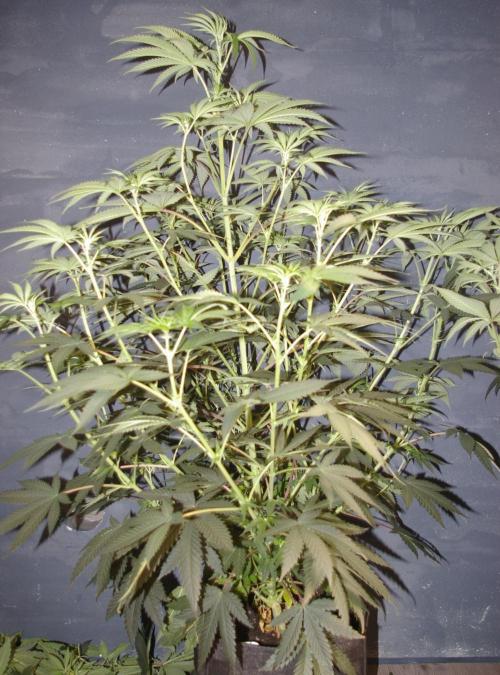 Black Lemon exotic Seed. Week 7