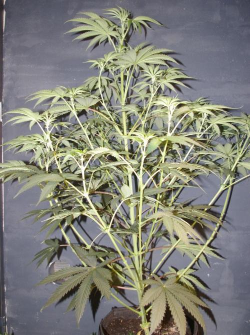 Black Lemon exotic Seed. Week 7