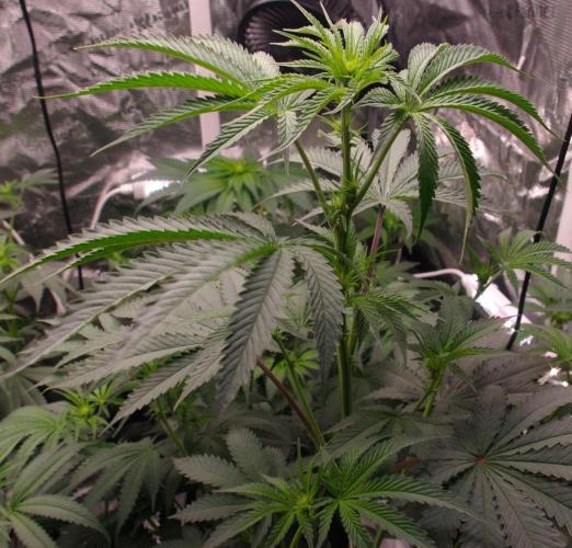 Black Lemon exotic Seed. Week 7
