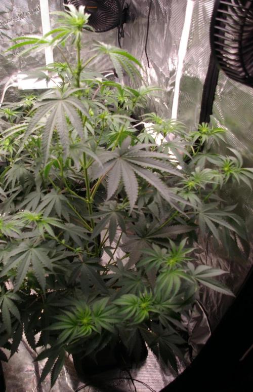 Black Lemon exotic Seed. Week 7