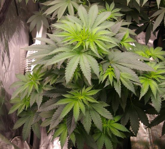 Jelly Cake Barney's Farm. Week 7