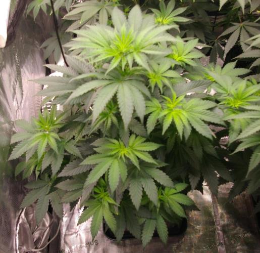 Jelly Cake Barney's Farm. Week 7