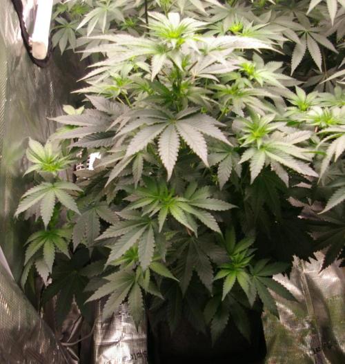 Jelly Cake Barney's Farm. Week 7