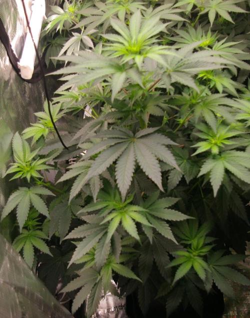 Jelly Cake Barney's Farm. Week 7