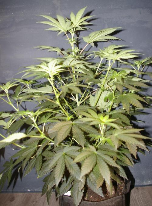 Jelly Cake Barney's Farm. Week 7
