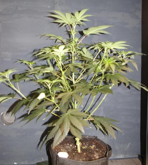 Jelly Cake Barney's Farm. Week 7