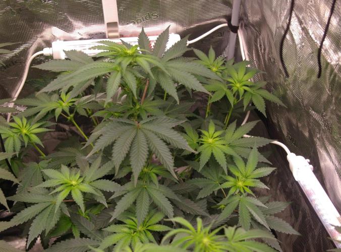 Jelly Cake Barney's Farm. Week 7