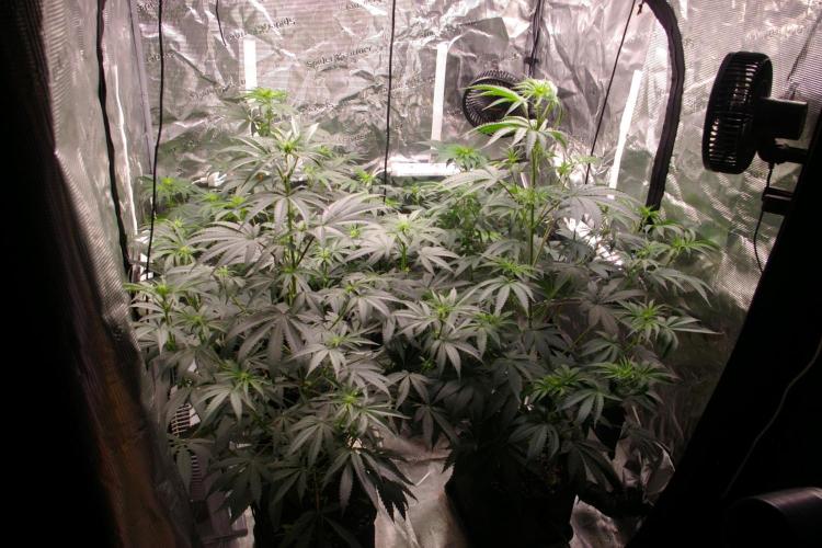 Jelly Cake Barney's Farm. Week 7