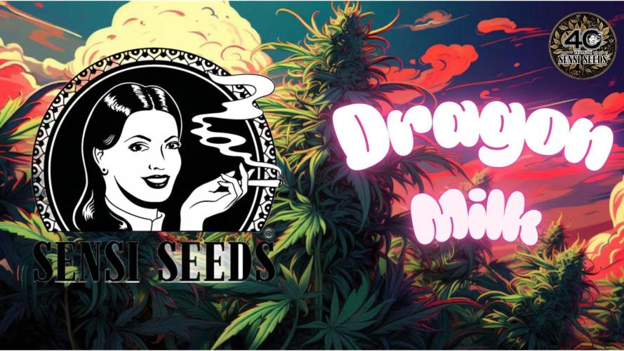 Dragon Milk Sensi Seeds. Week 7
