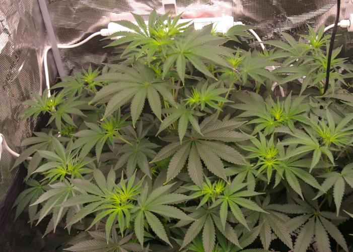 Dragon Milk Sensi Seeds. Week 7